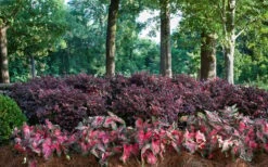 Purple Diamond Loropetalum - 6 Pack Of 1 Gallon Pots 10 Purple Diamond Loropetalum - 6 Pack Of 1 Gallon Pots -Plant Promotion Store Picture Loropetalum Purple Diamond Shrubs Background Hedge 1