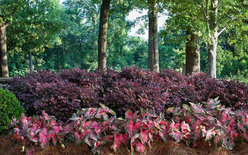 Purple Diamond Loropetalum - 6 Pack Of 1 Gallon Pots 5 Purple Diamond Loropetalum - 6 Pack Of 1 Gallon Pots - Image 5