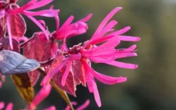 Purple Pixie Loropetalum - 2.5 Quart Pot 14 Purple Pixie Loropetalum - 2.5 Quart Pot -Plant Promotion Store Picture Loropetalum Purple Pixie Flower