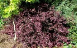 Red Diamond Loropetalum - 7 Gallon Pot -Plant Promotion Store Picture LoropetalumRedDiamond 4