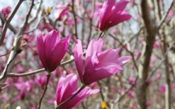 Ann Magnolia Tulip Tree - 5 Gallon Pot -Plant Promotion Store Picture Magnolia Ann 1