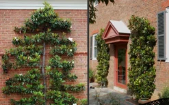 Little Gem Dwarf Southern Magnolia - 7 Gallon Pot (4-5') -Plant Promotion Store Picture Magnolia Little Gem Espalier 2