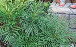Soft Caress Mahonia - 3 Gallon Pot -Plant Promotion Store Picture Mahonia Soft Caress Foliage