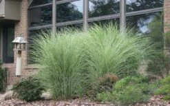 Maiden Grass - Miscanthus Sinensis 'Gracillimus' - 1 Gallon Pot -Plant Promotion Store Picture Maiden Grass Gracillimus 1