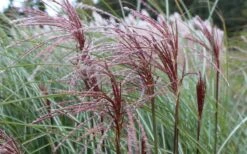 Maiden Grass - Miscanthus Sinensis 'Gracillimus' - 1 Gallon Pot -Plant Promotion Store Picture Miscanthus Gracillimus Seed Heads 1