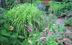 Little Zebra Grass - Miscanthus - 3 Gallon Pot -Plant Promotion Store Picture Miscanthus Little Zebra 3
