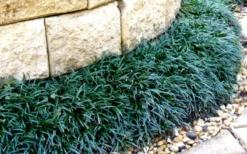 Dwarf Mondo Grass - 36 Pack Of 3.5" Pint Pots -Plant Promotion Store Picture Mondo Grass Dwarf 4