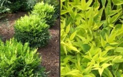 Lemon Lime Nandina - 2.5 Quart Pot -Plant Promotion Store Picture Nandina Lemon Lime 2