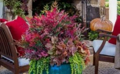 Obsession Nandina - 2.5 Quart Pot -Plant Promotion Store Picture Nandina Obsession