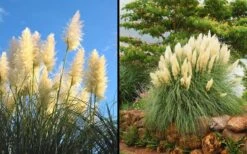 White Pampas Grass - 3 Gallon Pot 13 White Pampas Grass - 3 Gallon Pot -Plant Promotion Store Picture Pampas Grass White 2 1