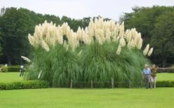 White Pampas Grass - 3 Gallon Pot 11 White Pampas Grass - 3 Gallon Pot -Plant Promotion Store Picture Pampas Grass White 3 1