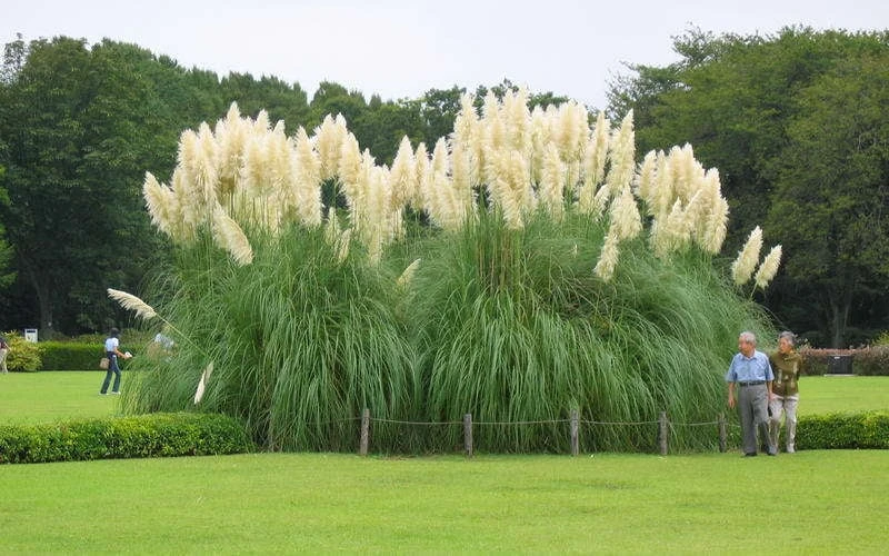 White Pampas Grass - 3 Gallon Pot 4 White Pampas Grass - 3 Gallon Pot - Image 4