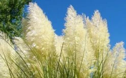 White Pampas Grass - 3 Gallon Pot 12 White Pampas Grass - 3 Gallon Pot -Plant Promotion Store Picture Pampas Grass White 4 1