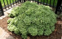 Variegated Pittosporum - Japanese Mock Orange - 1 Gallon Pot -Plant Promotion Store Picture Pittosporum Variegated Shrub 1