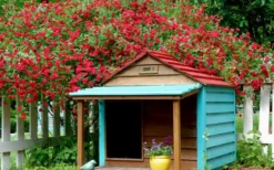 Red Cascade Miniature Climbing Rose - 6 Pack Of 1 Gallon Pots 12 Red Cascade Miniature Climbing Rose - 6 Pack Of 1 Gallon Pots -Plant Promotion Store Picture Rose Red Cascade 1