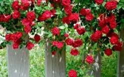Red Cascade Miniature Climbing Rose - 6 Pack Of 1 Gallon Pots 13 Red Cascade Miniature Climbing Rose - 6 Pack Of 1 Gallon Pots -Plant Promotion Store Picture Rose Red Cascade 11