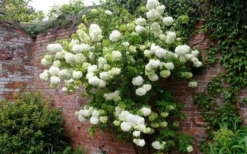 Chinese Snowball Viburnum Bush - 7 Gallon Pot (2-3') -Plant Promotion Store Picture Viburnum Chinese Snowball Espalier 1