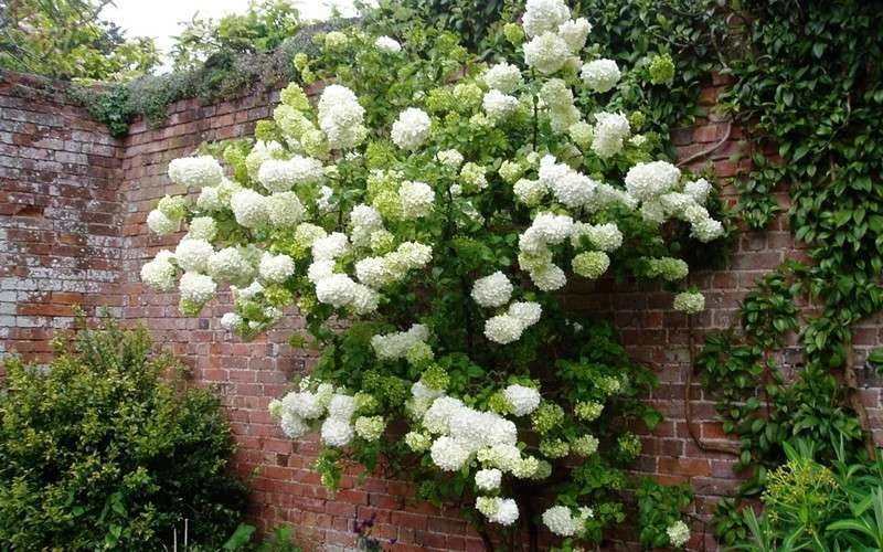 Chinese Snowball Viburnum Bush - 6 Pack Of 1 Gallon Pots 6 Chinese Snowball Viburnum Bush - 6 Pack Of 1 Gallon Pots - Image 6