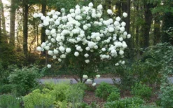 Chinese Snowball Viburnum Bush - 6 Pack Of 1 Gallon Pots 14 Chinese Snowball Viburnum Bush - 6 Pack Of 1 Gallon Pots -Plant Promotion Store Picture Viburnum Chinese Snowball Tree 1 3