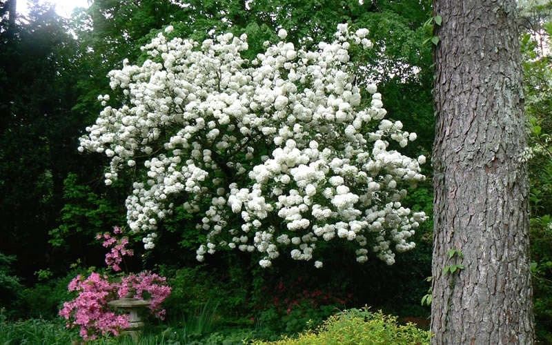 Chinese Snowball Viburnum Bush - 6 Pack Of 1 Gallon Pots 8 Chinese Snowball Viburnum Bush - 6 Pack Of 1 Gallon Pots - Image 8