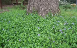 Evergreen Periwinkle - Vinca Minor - 18 Count Flat Of Pint Pots -Plant Promotion Store Picture Vinca Minor Around tree