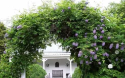 Amethyst Falls Wisteria Vine - 3 Gallon Pot -Plant Promotion Store Picture Wisteria Amethyst Falls 1