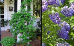 Amethyst Falls Wisteria Vine - 3 Gallon Pot -Plant Promotion Store Picture Wisteria Amethyst Falls 2