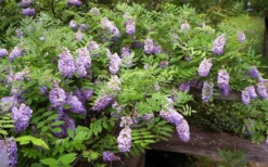 Amethyst Falls Wisteria Vine - 3 Gallon Pot -Plant Promotion Store Picture Wisteria Amethyst Falls 5