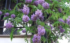 Amethyst Falls Wisteria Vine - 3 Gallon Pot -Plant Promotion Store Picture Wisteria Amethyst Falls Vine 1