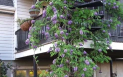 Amethyst Falls Wisteria Vine - 3 Gallon Pot -Plant Promotion Store Picture Wisteria Amethyst Falls Vine