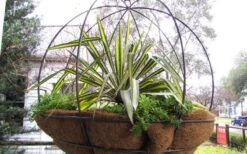 Color Guard Yucca - 3 Gallon Pot -Plant Promotion Store Picture Yucca Color Guard Basket 1 1