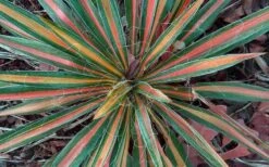 Color Guard Yucca - 1 Gallon Pot -Plant Promotion Store Picture Yucca Color Guard Fall Color 2
