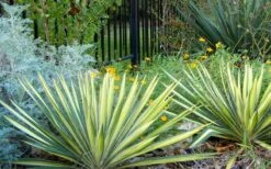 Color Guard Yucca - 3 Gallon Pot -Plant Promotion Store Picture Yucca Color Guard Landscape 1