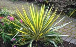 Color Guard Yucca - 3 Gallon Pot -Plant Promotion Store Picture Yucca Color Guard Plant 1