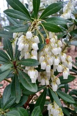 Mountain Snow Pieris - 3 Gallon Pot -Plant Promotion Store Pieris Mountain Snow 10