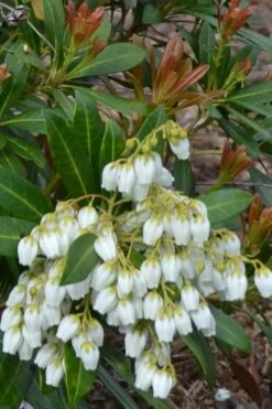Mountain Snow Pieris - 3 Gallon Pot -Plant Promotion Store Pieris Mountain Snow 12