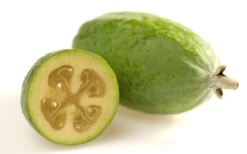 Pineapple Guava -Feijoa Sellowiana - 7 Gallon Pot -Plant Promotion Store Pineapple Guava Fruit