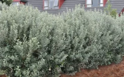 Pineapple Guava -Feijoa Sellowiana - 7 Gallon Pot -Plant Promotion Store Pineapple Guava Hedge