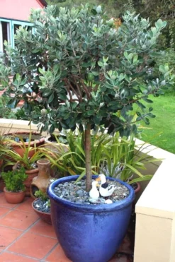 Pineapple Guava -Feijoa Sellowiana - 7 Gallon Pot -Plant Promotion Store Pineapple Guava In Pot 500x750 1