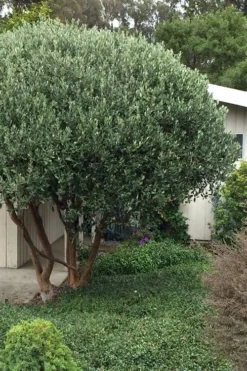 Pineapple Guava - Feijoa Sellowiana - 3 Gallon Pot -Plant Promotion Store Pineapple Guava Tree 21 1