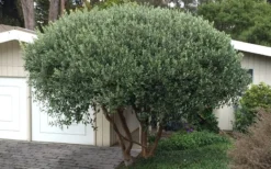 Pineapple Guava -Feijoa Sellowiana - 7 Gallon Pot -Plant Promotion Store Pineapple Guava Tree 22