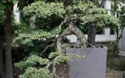 Variegated Pittosporum - Japanese Mock Orange - 1 Gallon Pot -Plant Promotion Store Pittosporum Variegated Bonsai