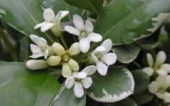 Variegated Pittosporum - Japanese Mock Orange - 1 Gallon Pot -Plant Promotion Store Pittosporum Variegated Flowers 1