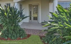 Pringles Dwarf Podocarpus Yew - 1 Gallon Pot -Plant Promotion Store Podocarpus Pringles 21