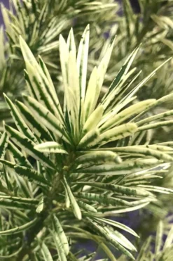 Roman Candles Podocarpus Macrophyllus - 2 Gallon Pot -Plant Promotion Store Podocarpus Roman Candle 2