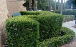 Podocarpus Macrophyllus Upright Yew - 3 Gallon Pot -Plant Promotion Store Podocarpus Upright Yew 11