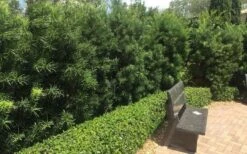 Podocarpus Macrophyllus Upright Yew - 3 Gallon Pot -Plant Promotion Store Podocarpus Upright Yew 12