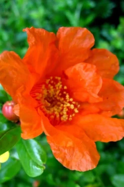 Russian 26 Cold Hardy Pomegranate - 3 Gallon Pot -Plant Promotion Store Pomegranate Russian 26 11