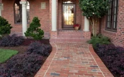 Purple Pixie Loropetalum - 2.5 Quart Pot 12 Purple Pixie Loropetalum - 2.5 Quart Pot -Plant Promotion Store Purple Pixie Loropetalum Border