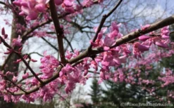 The Rising Sun Redbud Tree - 5 Gallon Pot -Plant Promotion Store Redbud Rising Sun 31